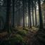 Dark Forest